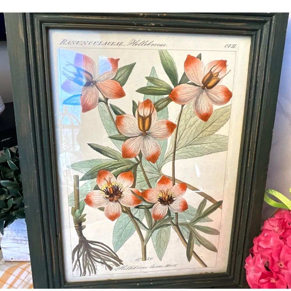 Beautiful antique botanical lithograph Helleborus Laxus Host; must see